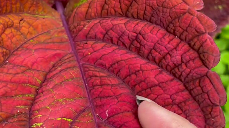 Rainbow Volcano Coleus